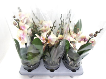 Phalaenopsis "Shorty" 2 Rispen Pfirsich