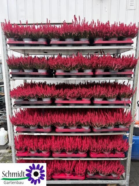 Trioflor-Shop - Calluna gefärbt rot