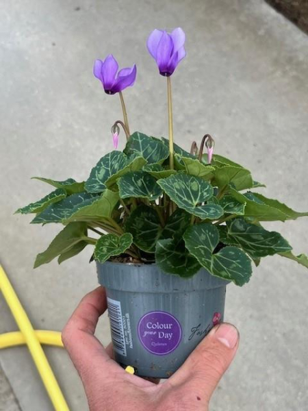 Cyclamen "Blue Dragon"