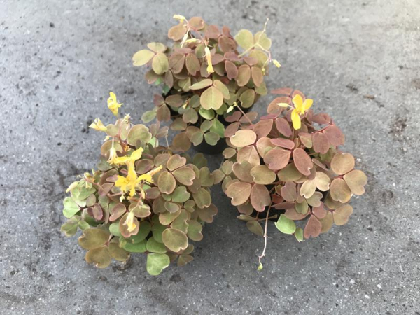 Mini Oxalis "Sunset Velvet"