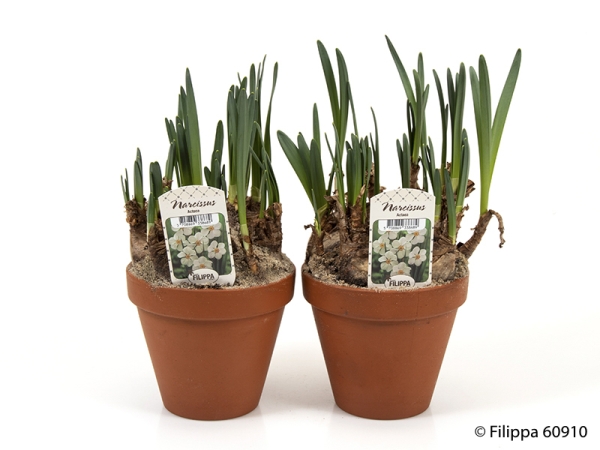 Narcissus Actea Tontopf