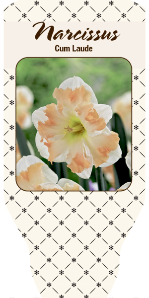 Narcissus  "Cum Laude"