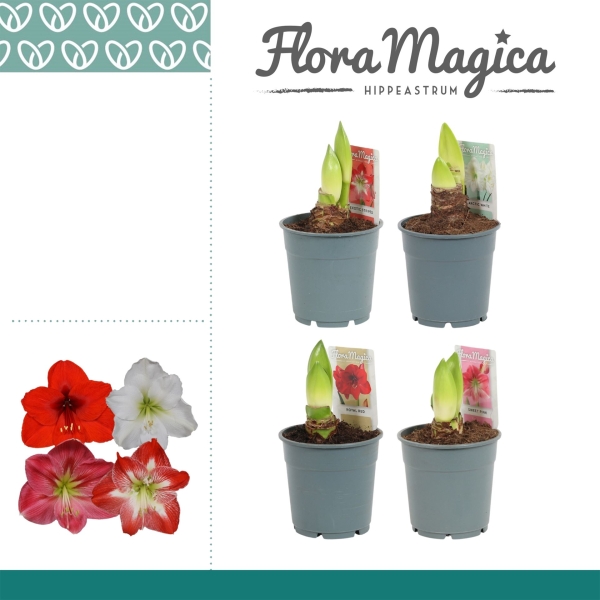 Hippeastrum 2 Knospen Mix