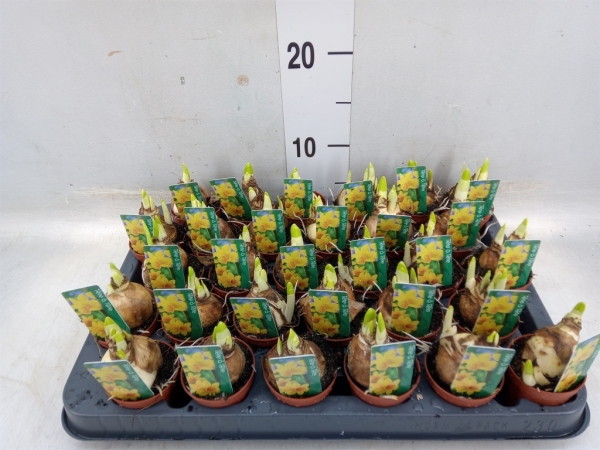 Mini Narcissus "Tete a Tete"