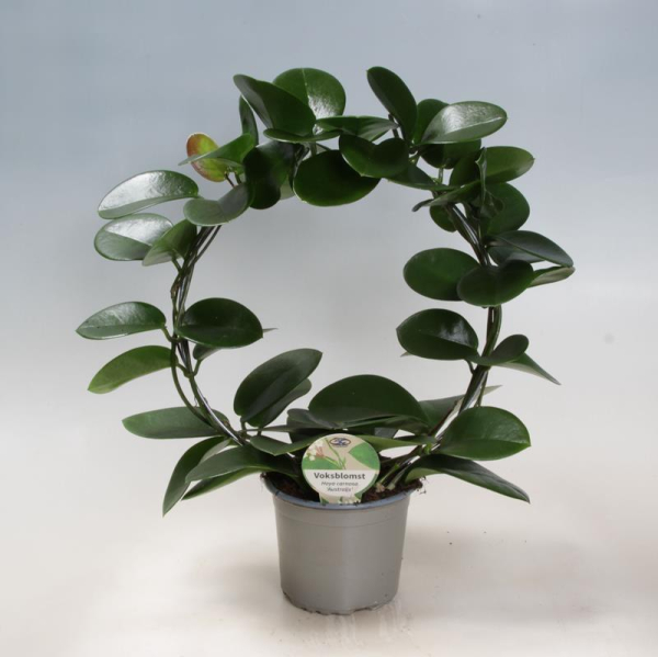 Hoya carnosa Bogen