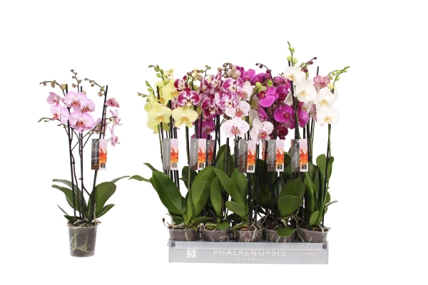 Phalaenopsis 3 Rispen Mix