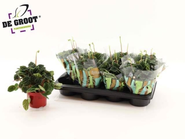 Peperomia cap. "Lilian"