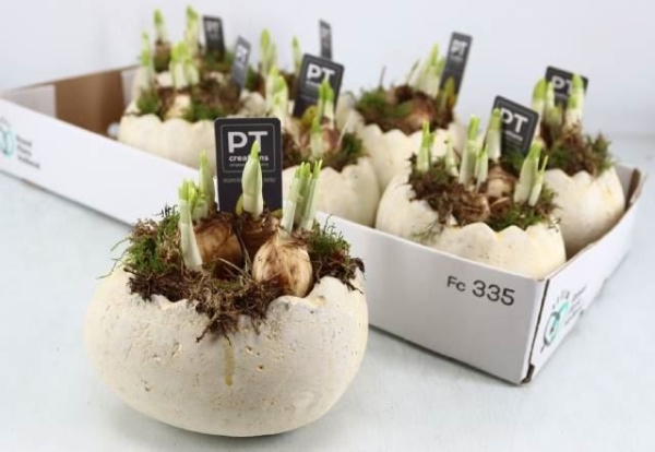 Narzissen in Ei liegend