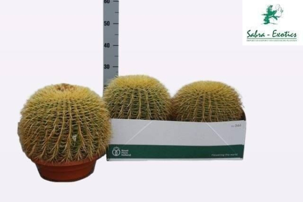 Echinocactus grusonii