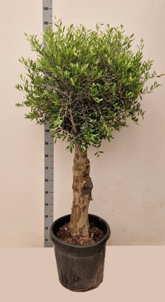Olea europaea Stamm