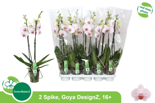 Phalaenopsis 2 Rispen rosé gefleckt