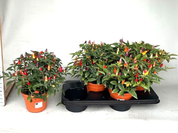 Capsicum annuum 'Acapulco'