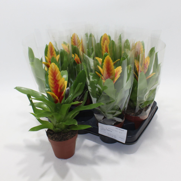 Vriesea gelb