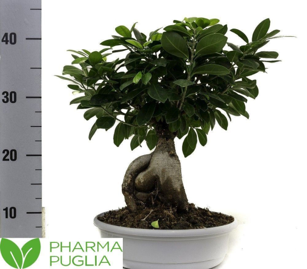 Ficus Microcarpa 'Ginseng