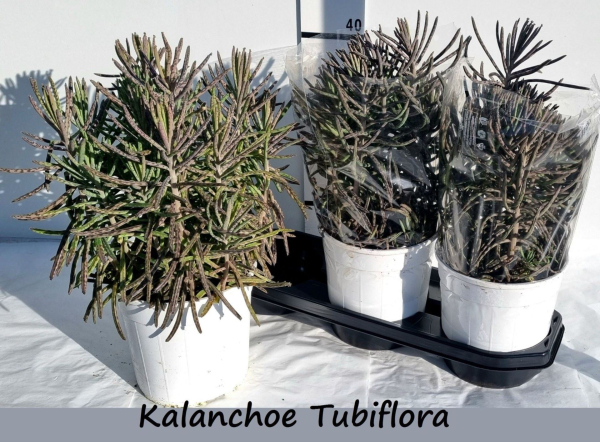 Kalanchoe tubiflora
