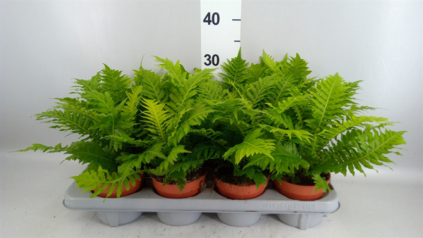 Blechnum Gibbum 'Silver Lady'
