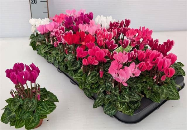 Mini Cyclamen Mix