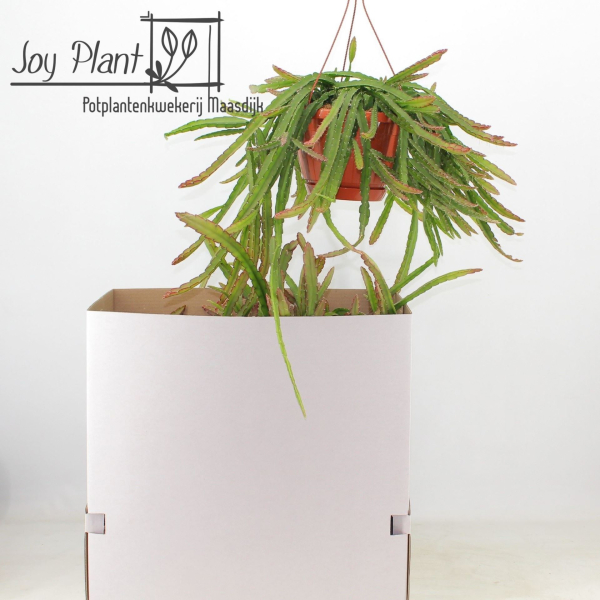 Lepismium bolivianum