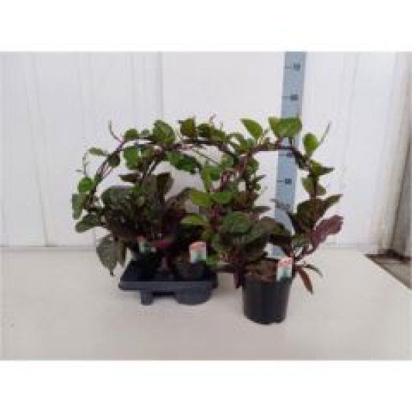 Basella alba 'Rosebud'