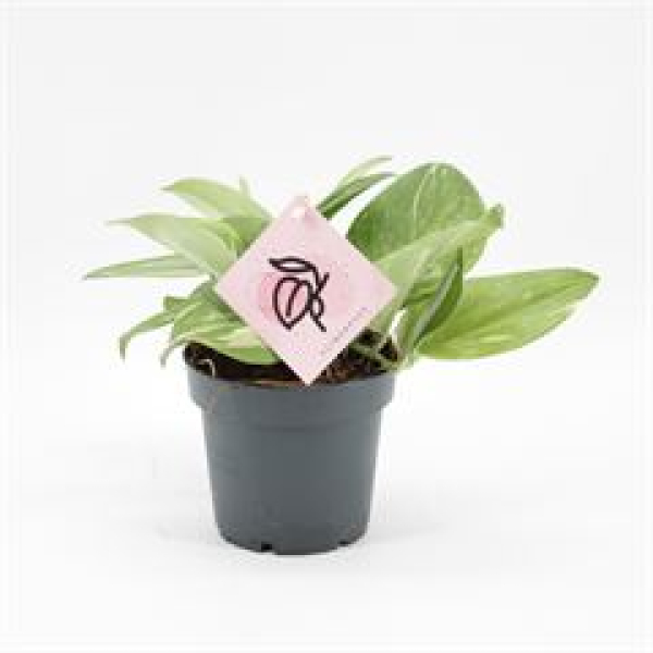 Scindapsus treubii 'Rubicon'