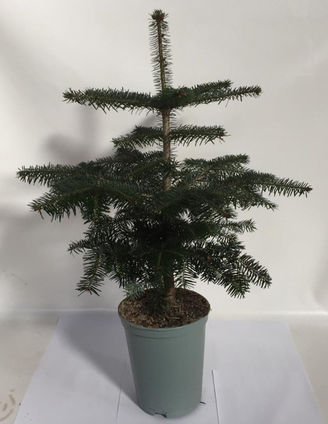 Abies normannia