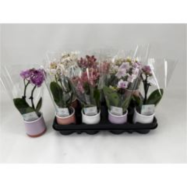 Mini Phalaenopsis in Keramikübertopf