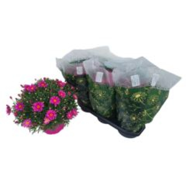 Argyranthemum Busch pink