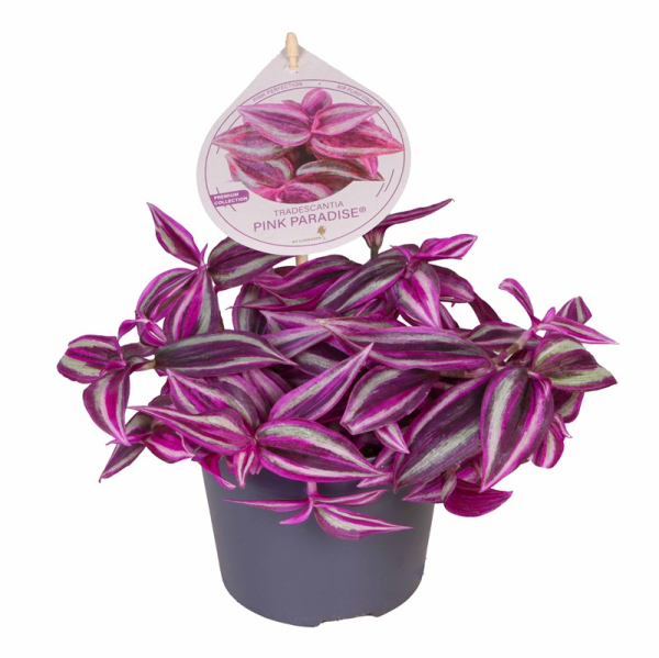 Tradescantia zebr. 'Pink Paradise'