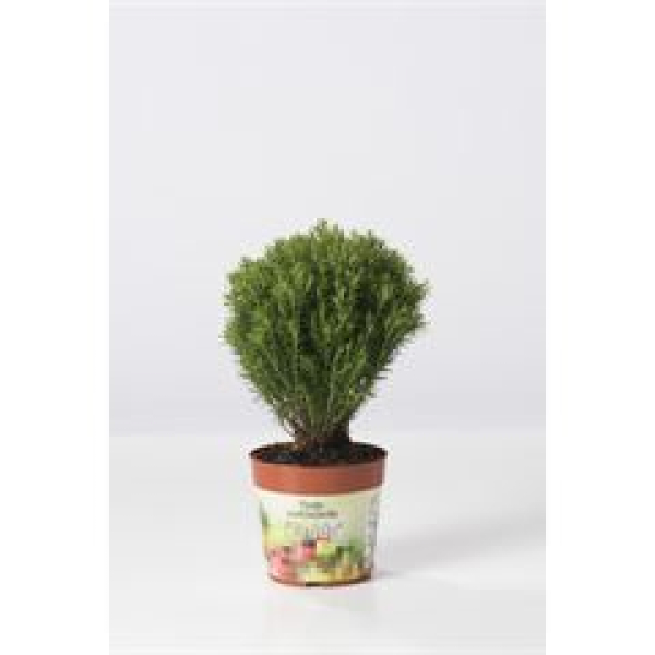 Thuja occid. 'Teddy'