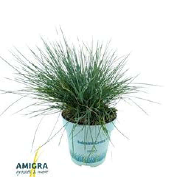 Festuca glauca 'Compacta Blue'