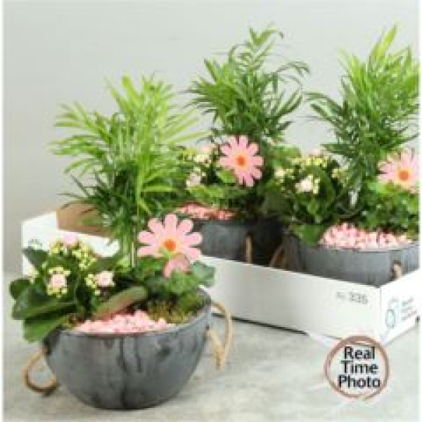 Pflanzenmix in Tonschale