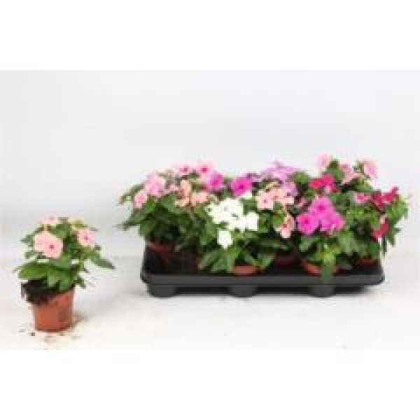 Catharanthus ros. gemischt