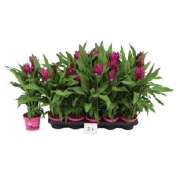 Curcuma alism. lila