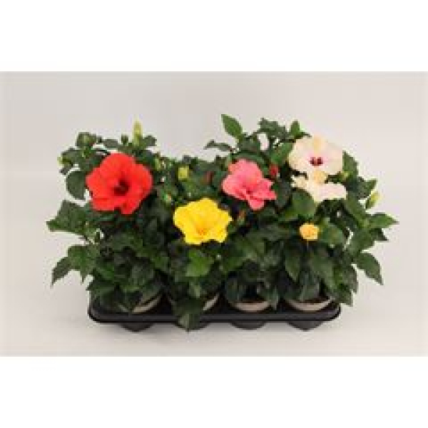 Hibiscus rosa-sin. Mix