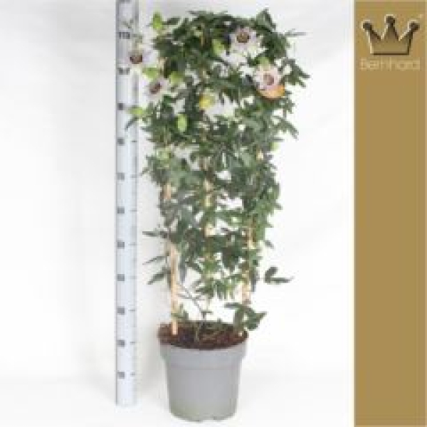 Passiflora caerulea Spalier