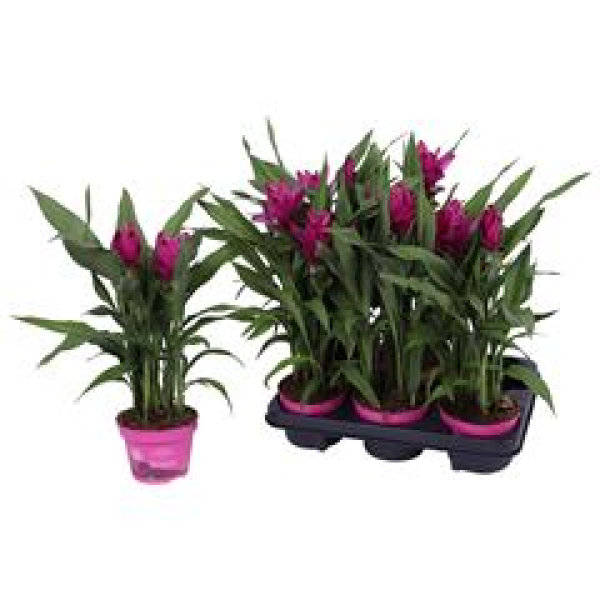 Curcuma alism. lila