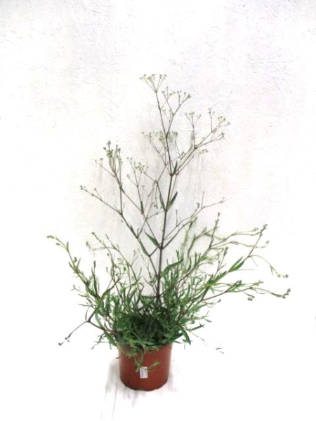 Gypsophila pan. Kübel