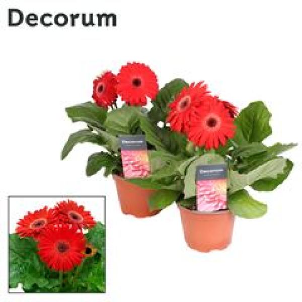 Gerbera rot