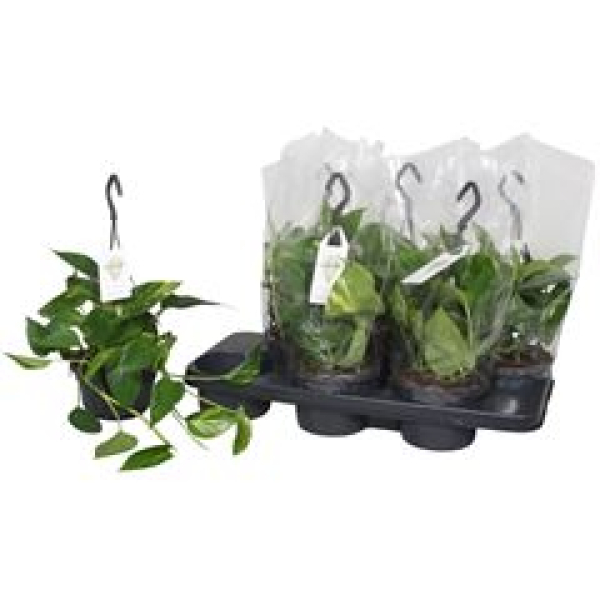 Epipremnum pinn. Ampel