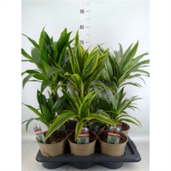 Dracaena fr.  gemischt