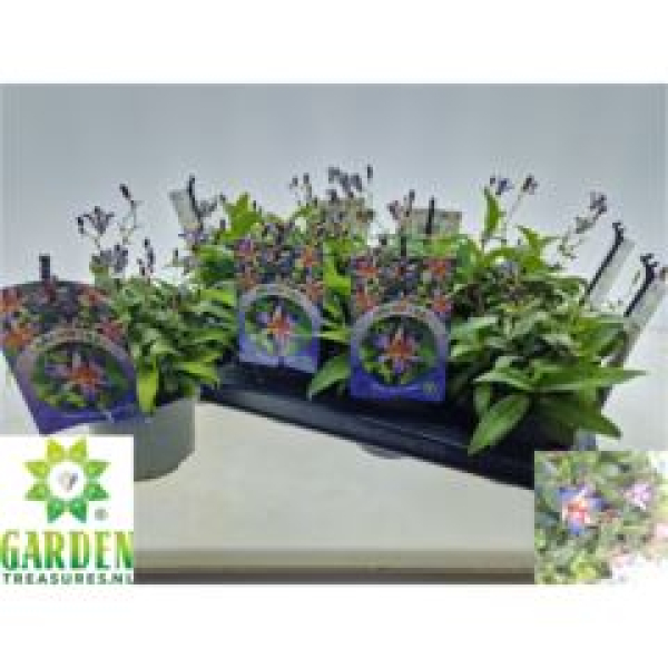 Tricyrtis hirta 'Taiwan Adbane'