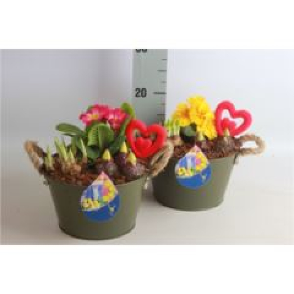 Frühlingsmix in Blechschale-grün