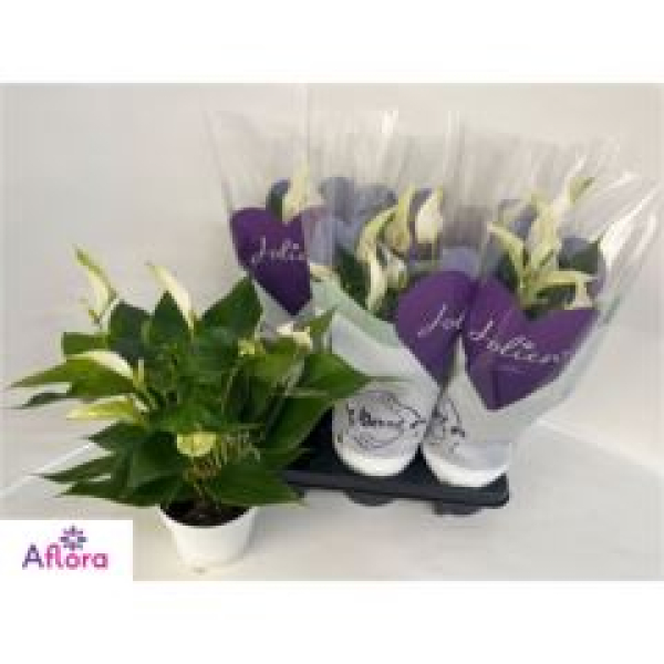 Anthurium 'Banderola Cava' weiß