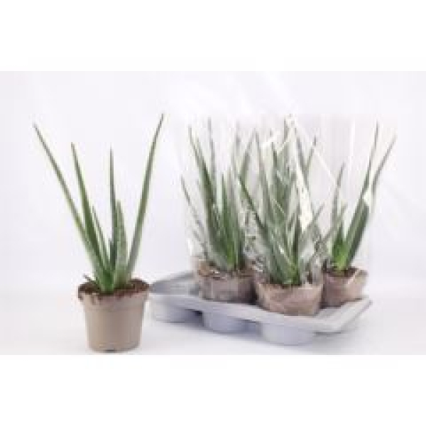 Aloe vera