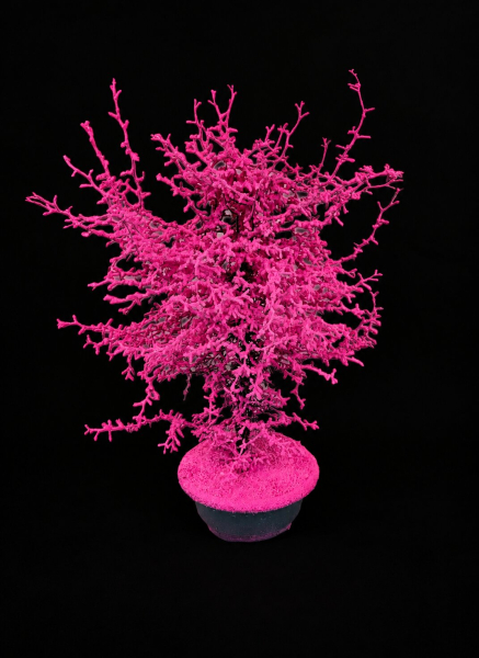 Corokia gefärbt Pink + Glitter Schale