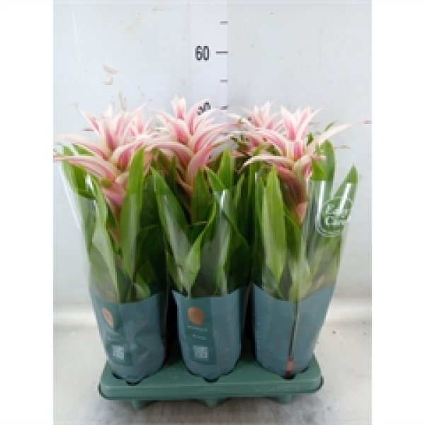 Guzmania 'Linea Pink'