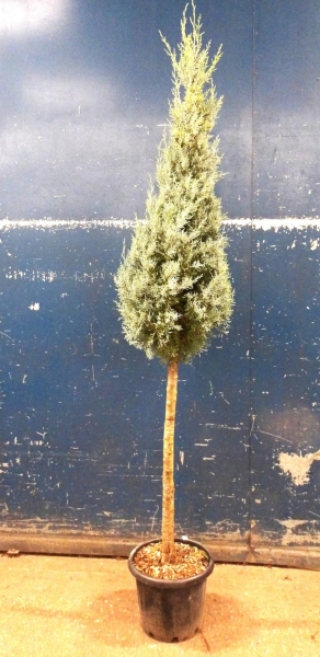 Cupressus arizonica Pyramide auf Stamm