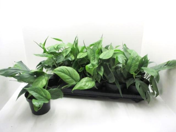 Epipremnum pinn. 'Cebu Blue'