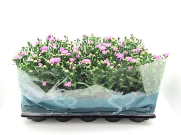 Aster n.b. rosa
