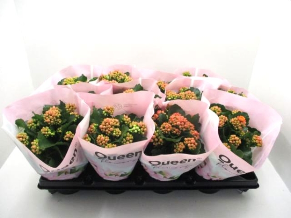 Kalanchoe purpur ungefüllt
